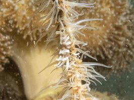 Gorgonian Shrimp IMG 2052