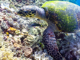 Hawksbill Sea Turtle IMG 1947
