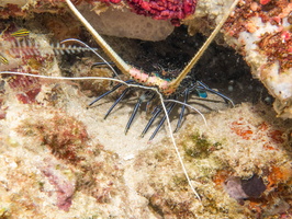 Painted Spiny Lobster IMG 1936