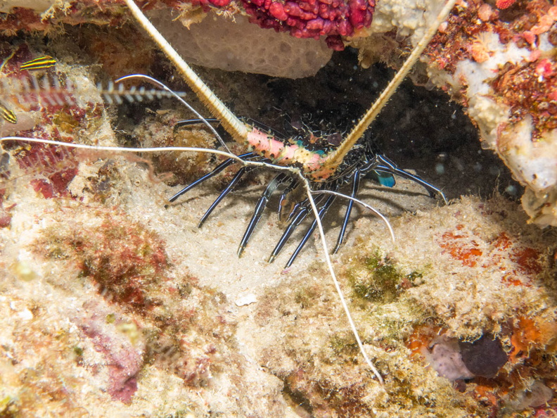 Painted Spiny Lobster IMG_1936.jpg