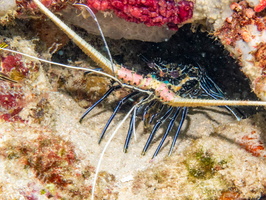 Painted Spiny Lobster IMG 1935
