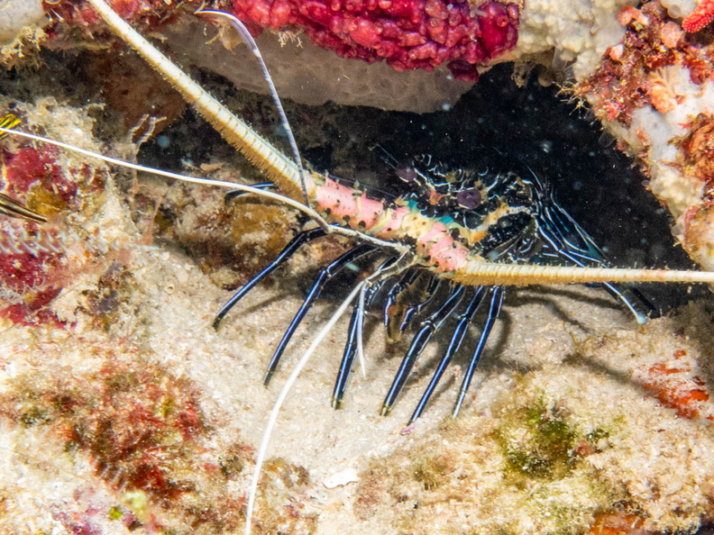 Painted Spiny Lobster IMG_1935.jpg