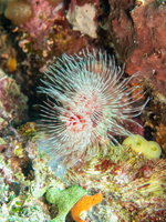 Magnificent Tube Worm IMG 1938