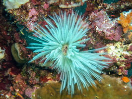 Feather  Duster Worm IMG 1924