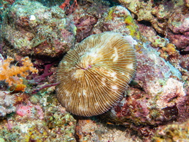 Coral IMG 1879