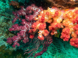 Soft Coral IMG 1821
