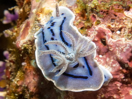 Willian's Chromodoris IMG 1913