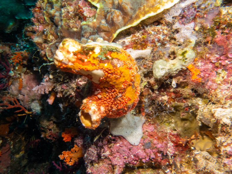 Tunicate IMG_1892.jpg