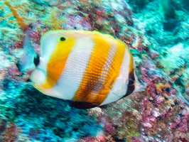 Orange-Banded Coralfish IMG 1875