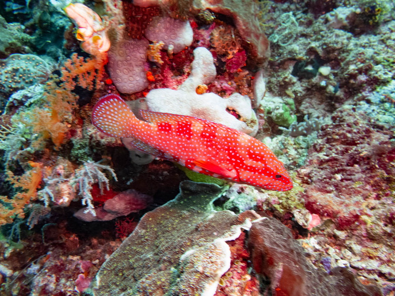 Coral Grouper IMG_1873.jpg