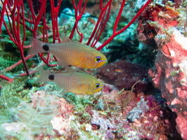 Narrowlined Coralfish IMG 1871