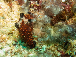 Membrocha Kubaryana and Tunicates IMG 2211