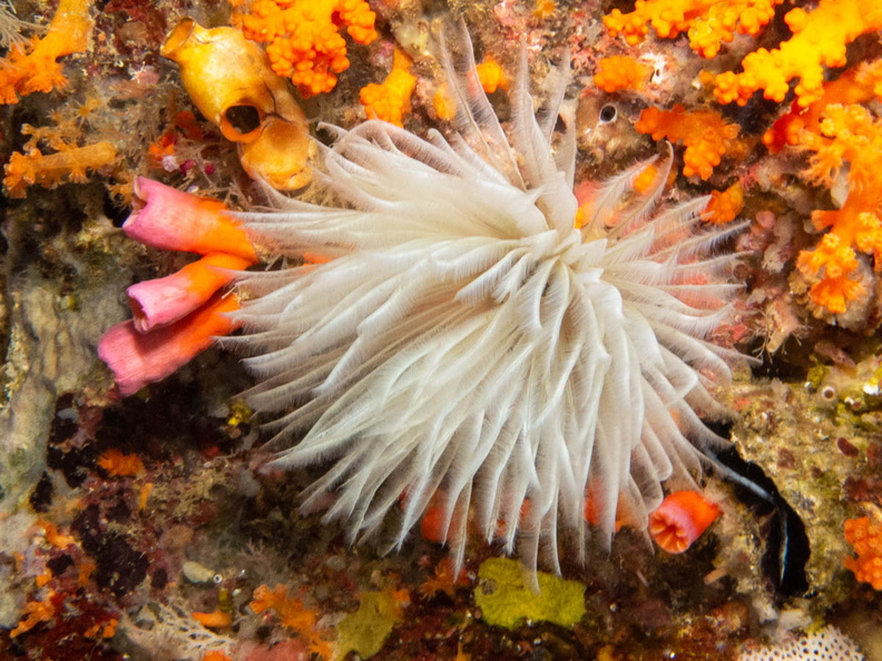 Featherduster Worm IMG_2177.jpg