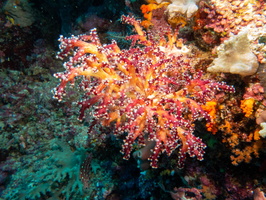 Soft Coral IMG 2185