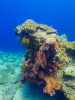 Reef IMG 2227