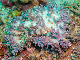 Reef Lizardfish IMG 2218