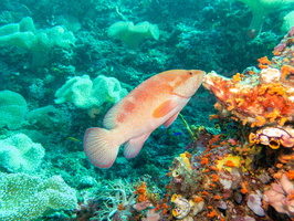Coral Grouper IMG 2170