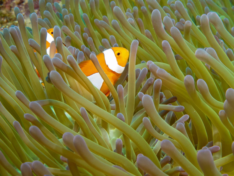 False Clown Anemonefish IMG_2166.jpg