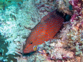 Coral Grouper IMG 2151