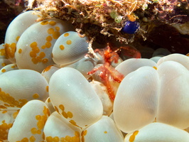 Orangitan Shirmp with Acorl Flatworms on Bubble Coral  IMG 2144