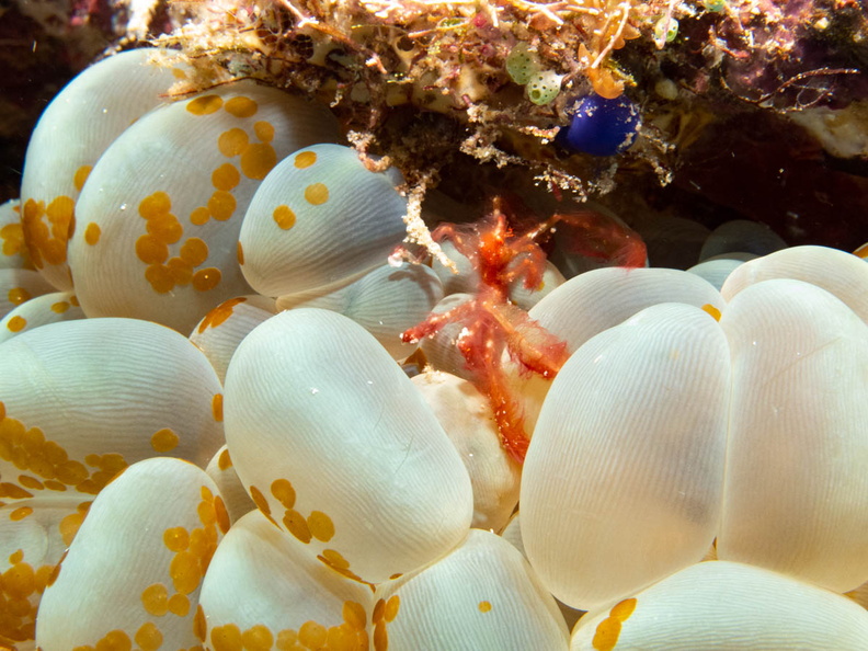 Orangitan Shirmp with Acorl Flatworms on Bubble Coral  IMG_2144.jpg