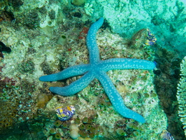 Blue Sea Star IMG 2036