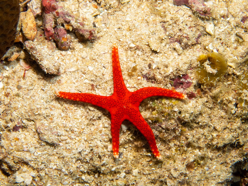 Thousdan Pores Sea  Star IMG_1975.jpg