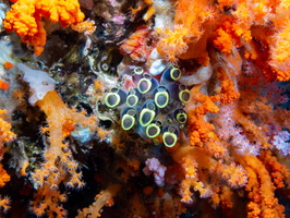 Painted Tunicate   IMG 1988