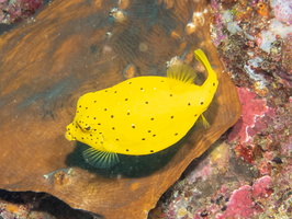 Yellow Boxfish Juvenile IMG 1968