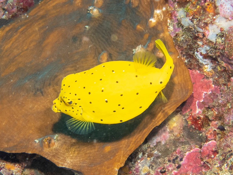 Yellow Boxfish Juvenile IMG_1968.jpg