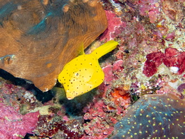 Yellow Boxfish Juvenile IMG 1967