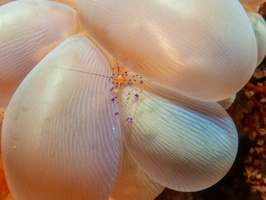 Sarasvati Anemone Shrimp on Bubble Anemone IMG 1958