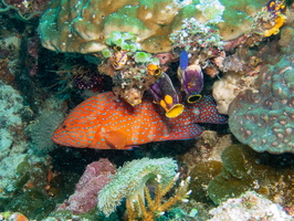 Coral Grouper IMG 1953