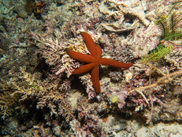 Luzon Sea Star IMG 2295
