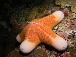 Granular Sea Star  with Lampert s Sea Cucumber IMG 2284