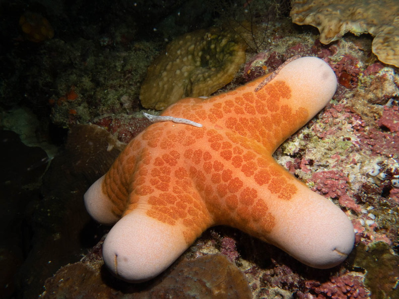 Granular Sea Star  with Lampert_s Sea Cucumber IMG_2284.jpg