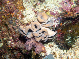Leather Coral IMG 2245