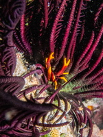 Baba s Squat Anemone Lobster IMG 2319
