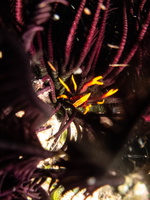 Baba s Squat Anemone Lobster IMG 2317