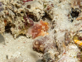 Freckled Frogfish IMG 2310