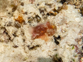 Freckled Frogfish IMG 2309