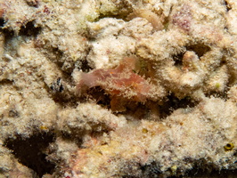 Freckled Frogfish IMG 2304