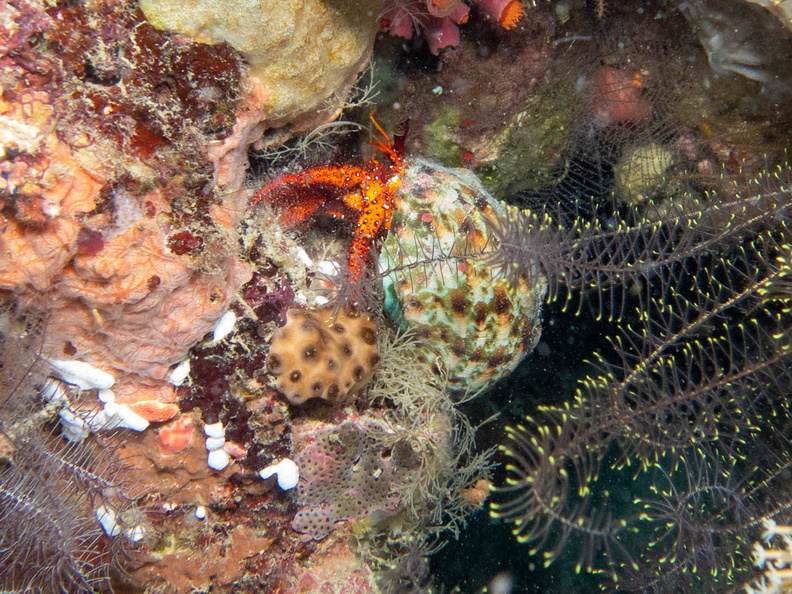 White Spotted Hermit Crab IMG_2291.jpg