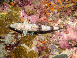 Reef Lizardfish IMG 2278