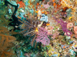 Crinod, Corals and Tunicates IMG 2116