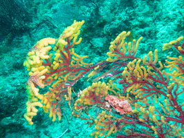 Coral IMG 2130