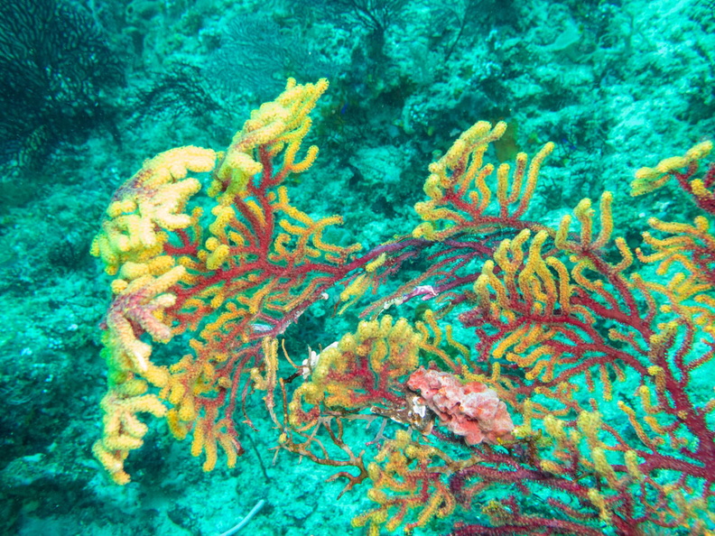 Coral IMG_2130.jpg