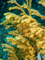Coral IMG 2097