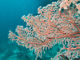 Gorgonian Coral IMG 2052