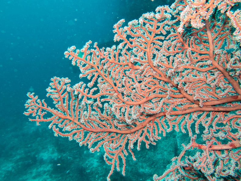 Gorgonian Coral IMG_2052.jpg
